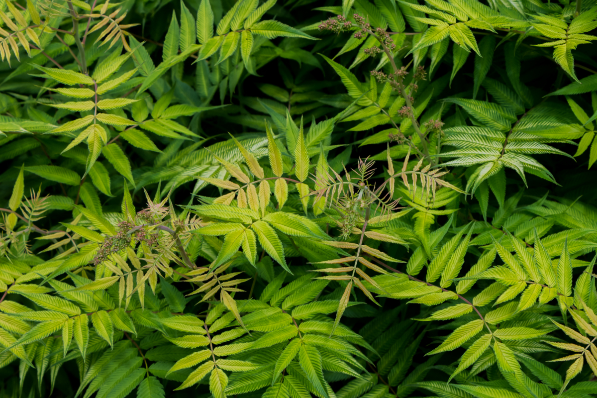 Invasive Pflanzenarten