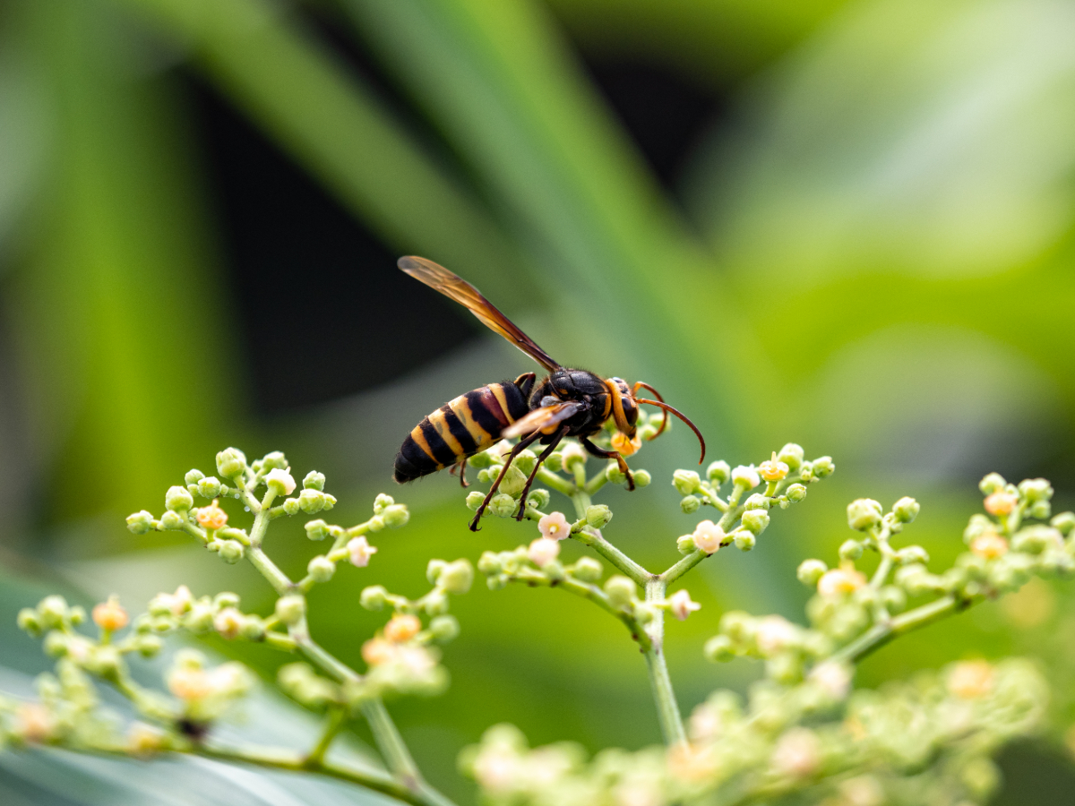 Hornissen und Wespen