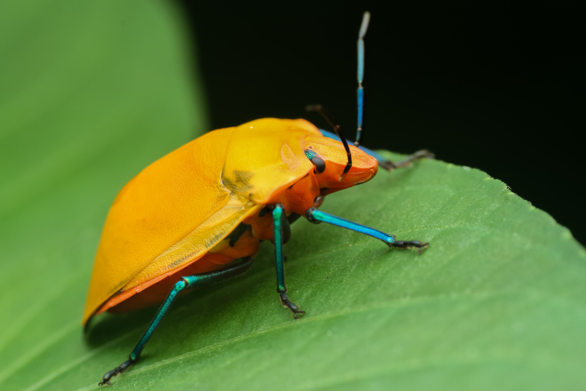 Insekten